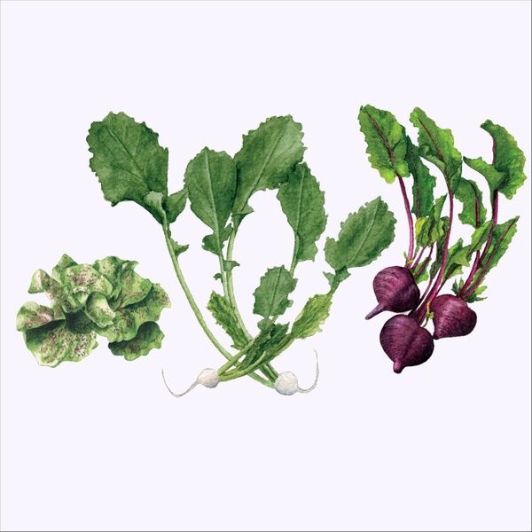Cover art for Lettuce Turnip the Beet